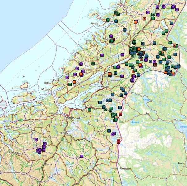 Påviste tap av tamrein til fredet rovvilt  2024