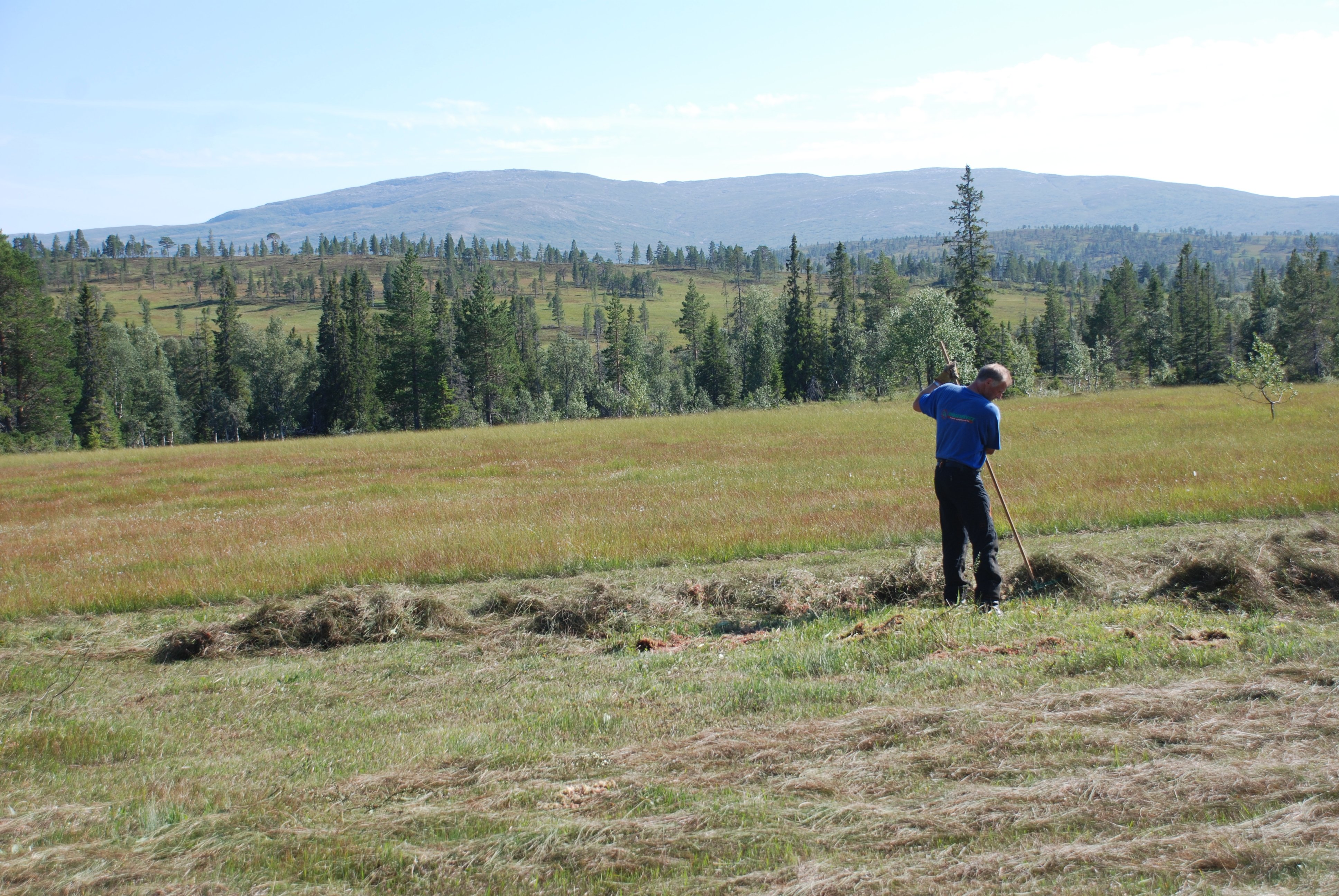 Skjøtsel_ØvreForraAugust2010_Raking03Ystad_PåHeståslættetmotHeståaHundskinnetKliningen_ALyngstad.jpg