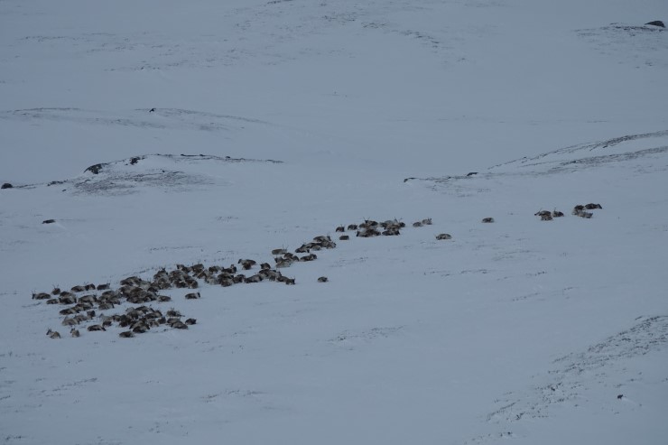 Statsforvaltaren Avgrensar Organisert Ferdsel På Hardangervidda ...