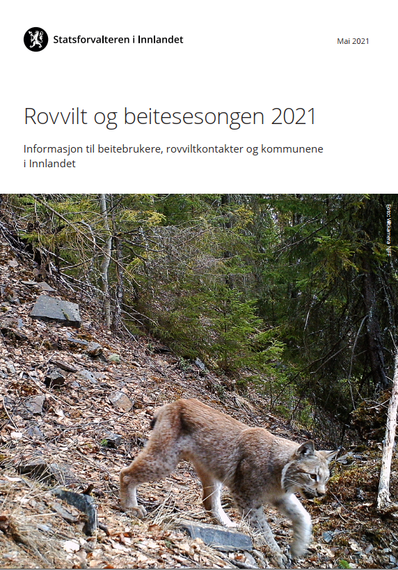 Informasjonsbrosjyre Om Rovvilt Og Beitesesong 2021 | Statsforvalteren ...