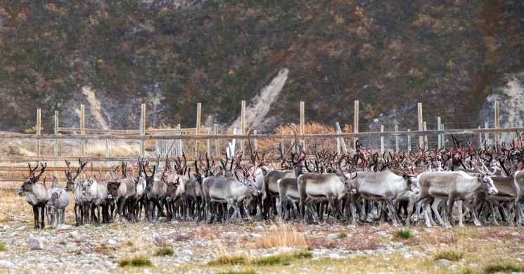 Veileder For Reindrift Og Klimapåvirkninger | Statsforvalteren I Troms ...