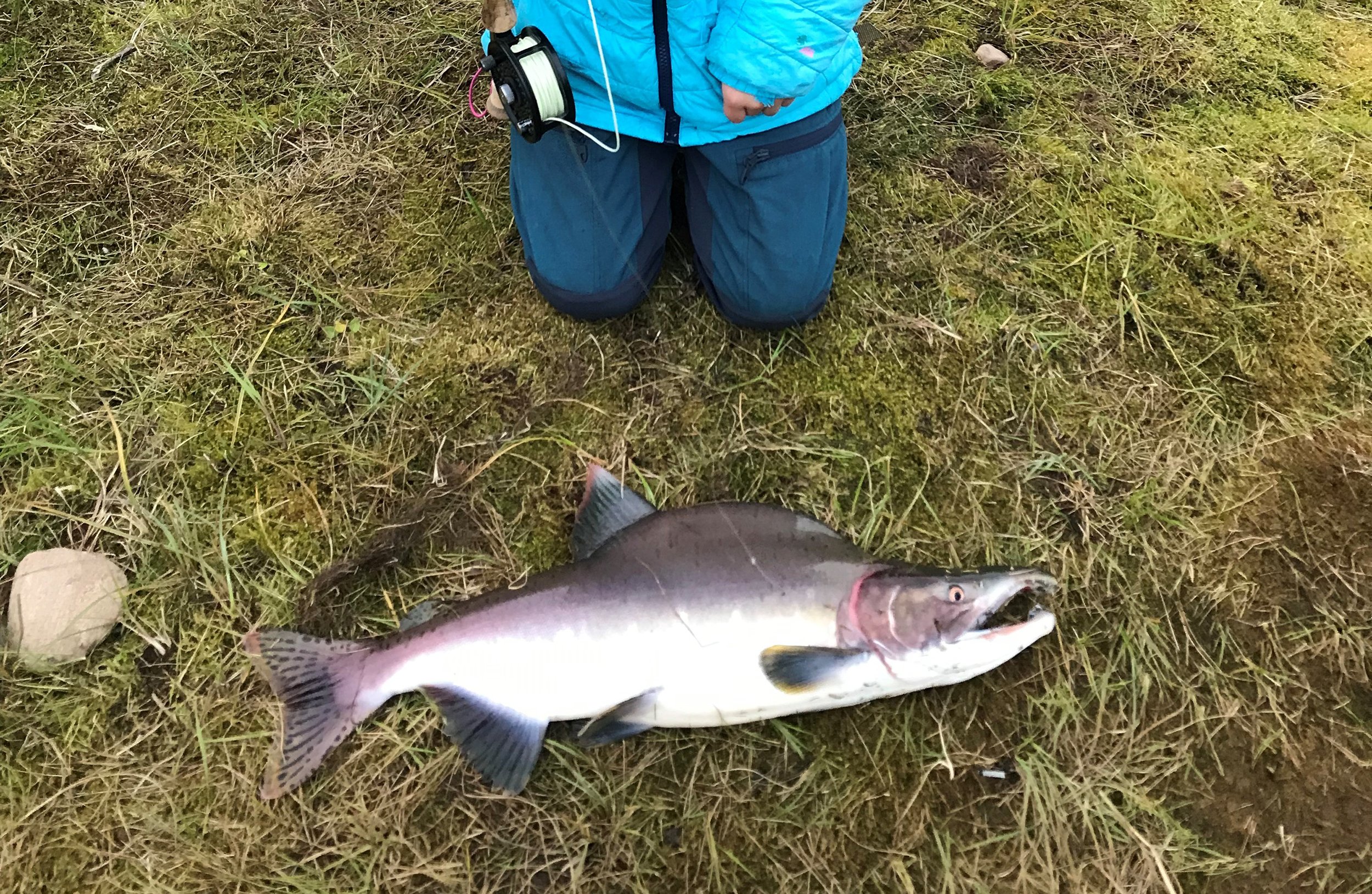 Invasjon Av Pukkellaks I Norske Elver Statsforvalteren No