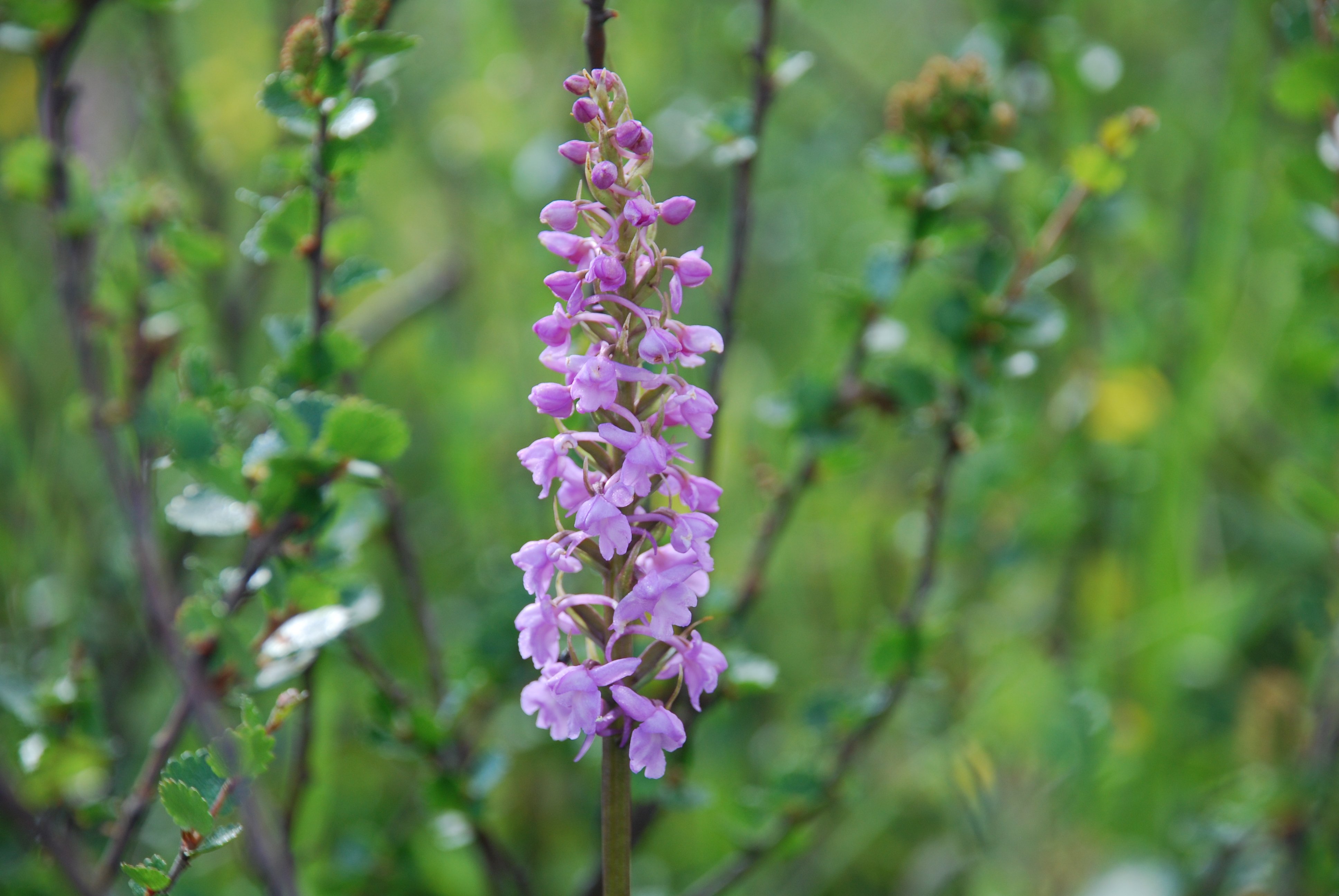 Bilde av brudespore, en lys lilla blomsterplante.