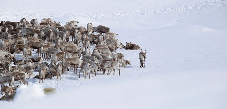 Tiltaksplan For Villreinen På Hardangervidda | Statsforvalteren I ...