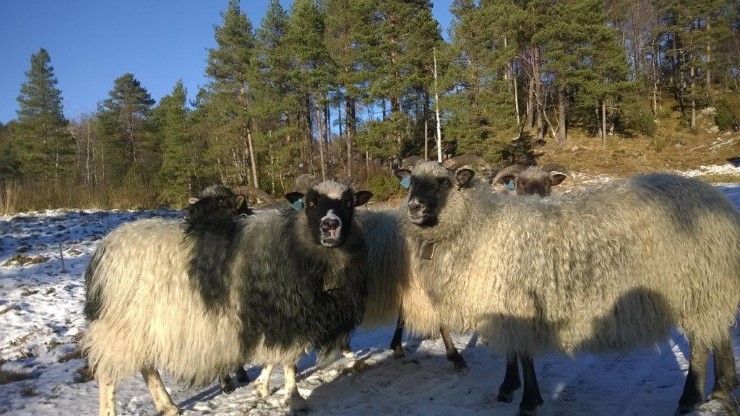 Produksjonstilskot Og Tilskot Til Avløsning Ved Ferie Og Fritid ...