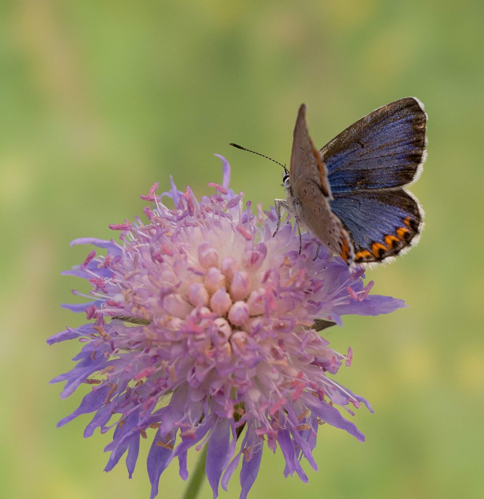 Et eksemplar av den sjeldne sommerfuglarten lakrismjeltblåvinge.