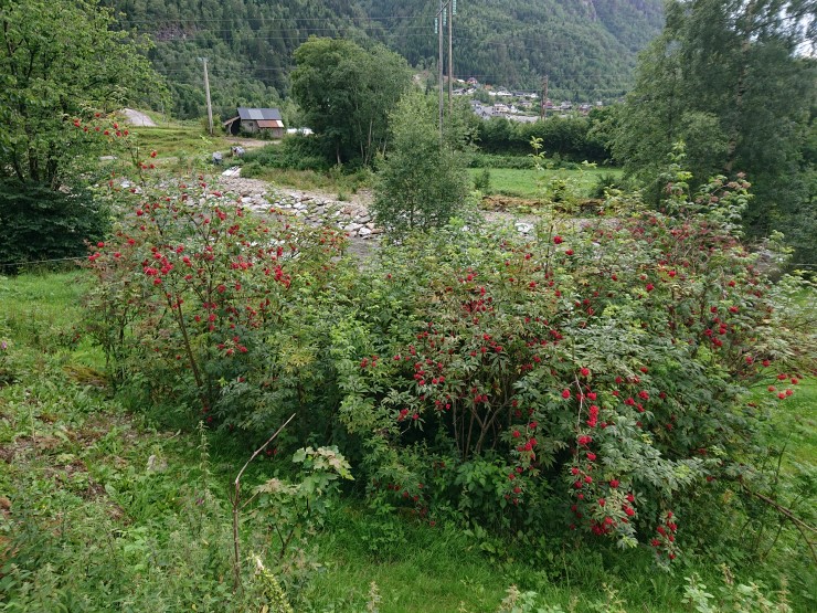 Rydd Vekk Pøbelplantar I Vårhagen | Statsforvaltaren I Vestland