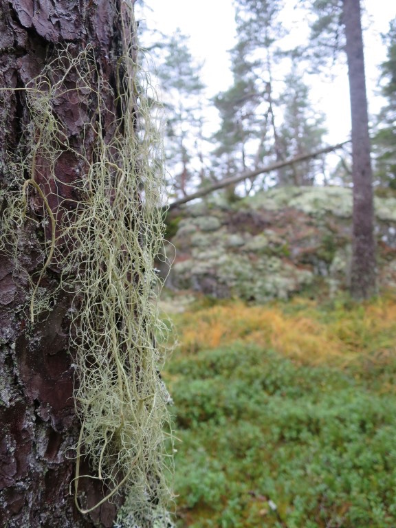 Lavarten gubbeskjegg er godt utviklet på mange trær i området. Foto: Terje Blindheim
