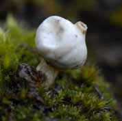 Styltesopp (Tulostoma niveum)