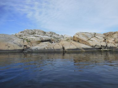 Strømsundholmen biotopvernområde  Statsforvalteren i Vestfold og Telemark