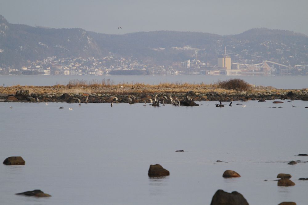 Vinter på Vealøs hvor både gråhegre og storskarv har slått seg ned. Tofte på Hurum sees i bakgrunnen. Foto: Statens naturoppsyn. Vinter på Vealøs hvor både gråhegre og storskarv har slått seg ned. Tofte på Hurum sees i bakgrunnen.